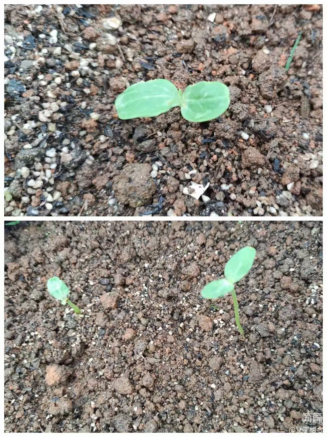 方形西瓜培育记